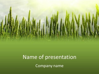 Nobody Nature Corn PowerPoint Template