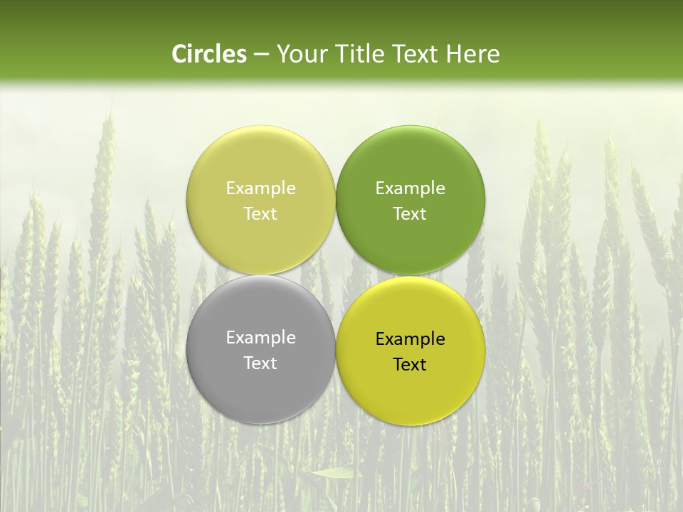 Nobody Nature Corn PowerPoint Template