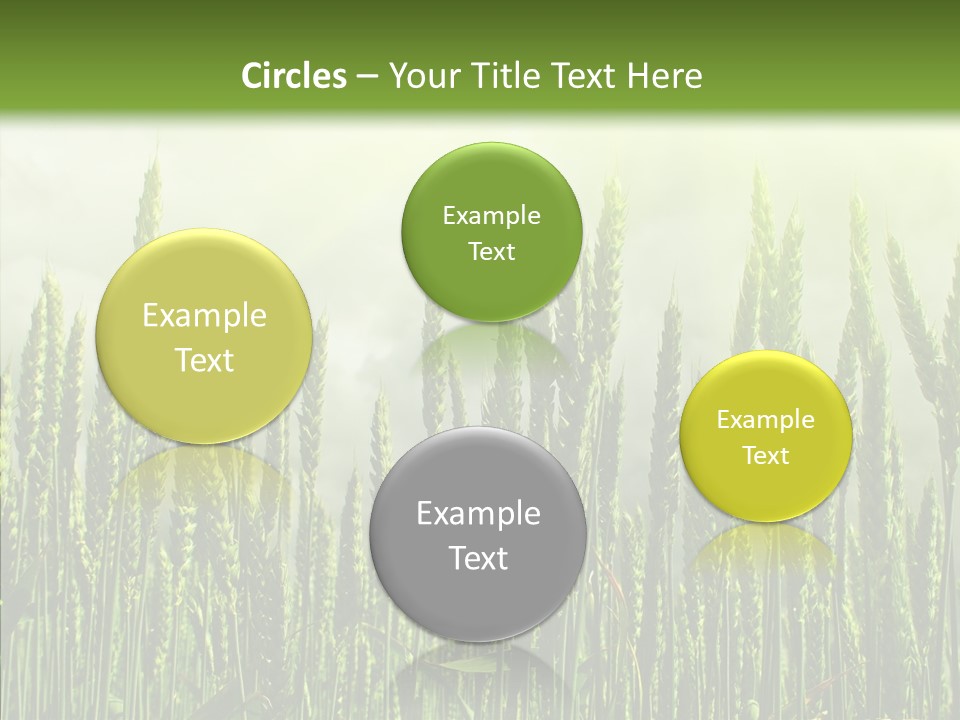 Nobody Nature Corn PowerPoint Template