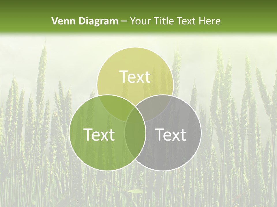 Nobody Nature Corn PowerPoint Template