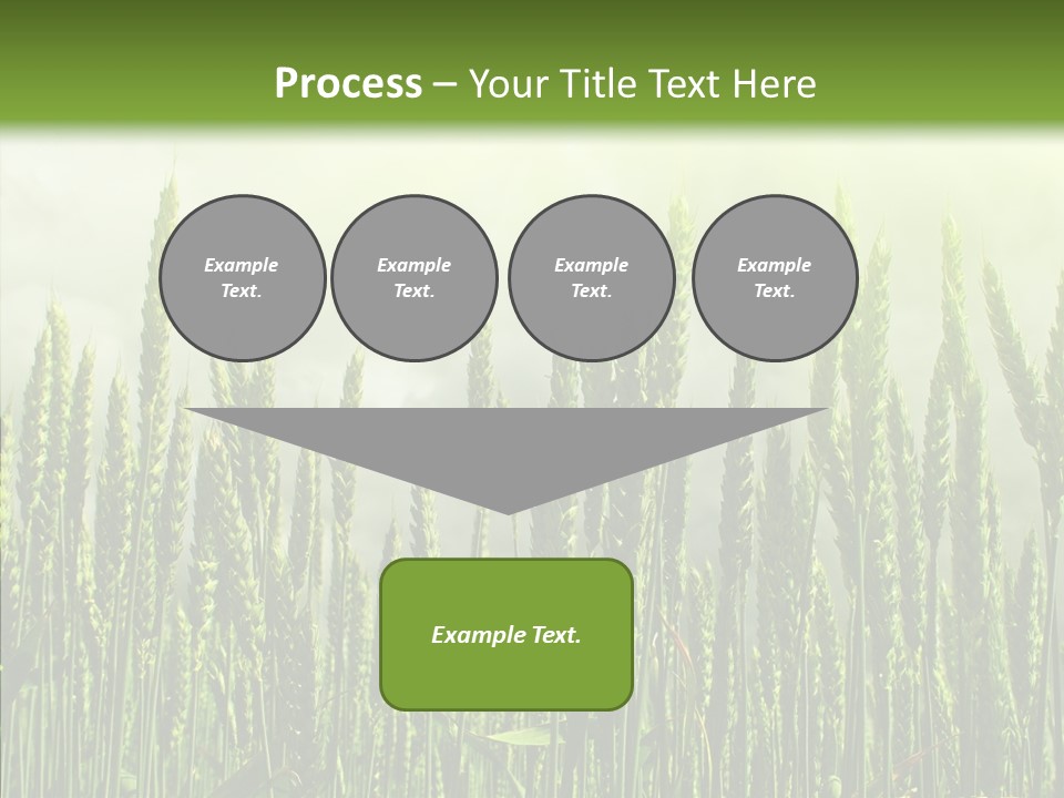 Nobody Nature Corn PowerPoint Template