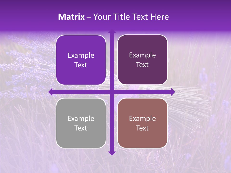 Lavendar Fragrant Agriculture PowerPoint Template