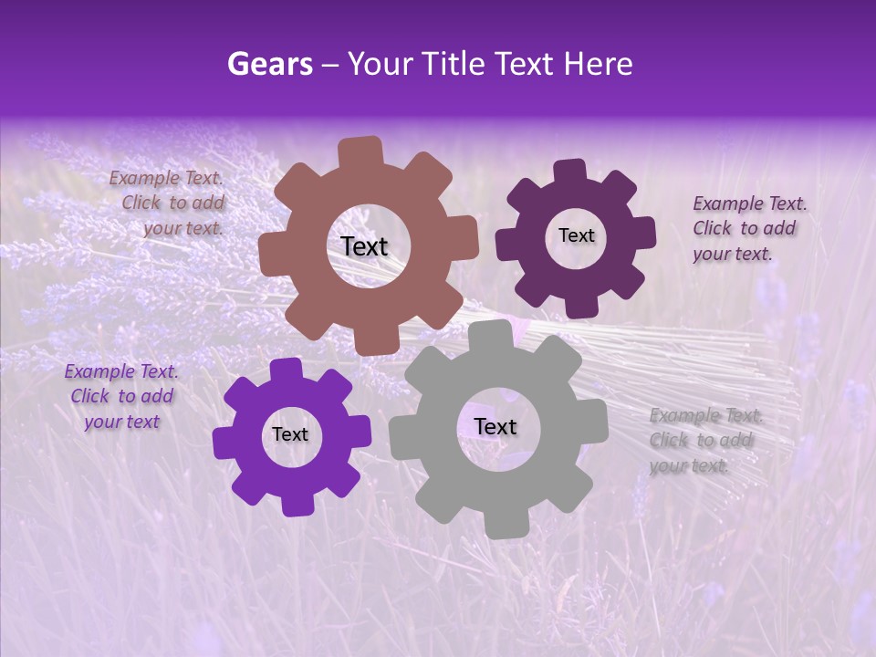 Lavendar Fragrant Agriculture PowerPoint Template