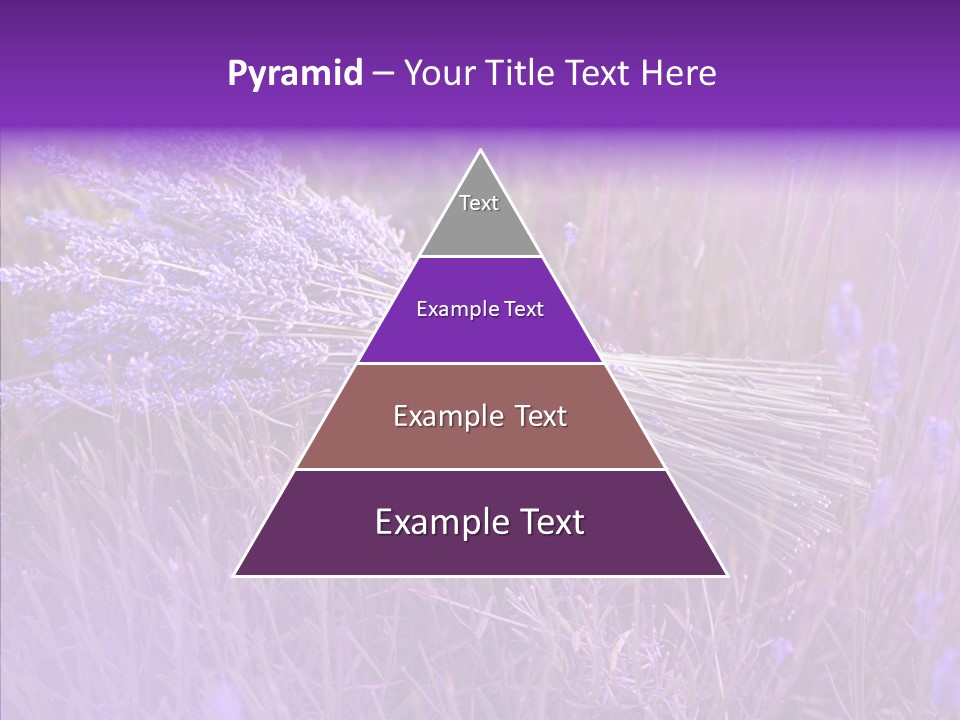 Lavendar Fragrant Agriculture PowerPoint Template