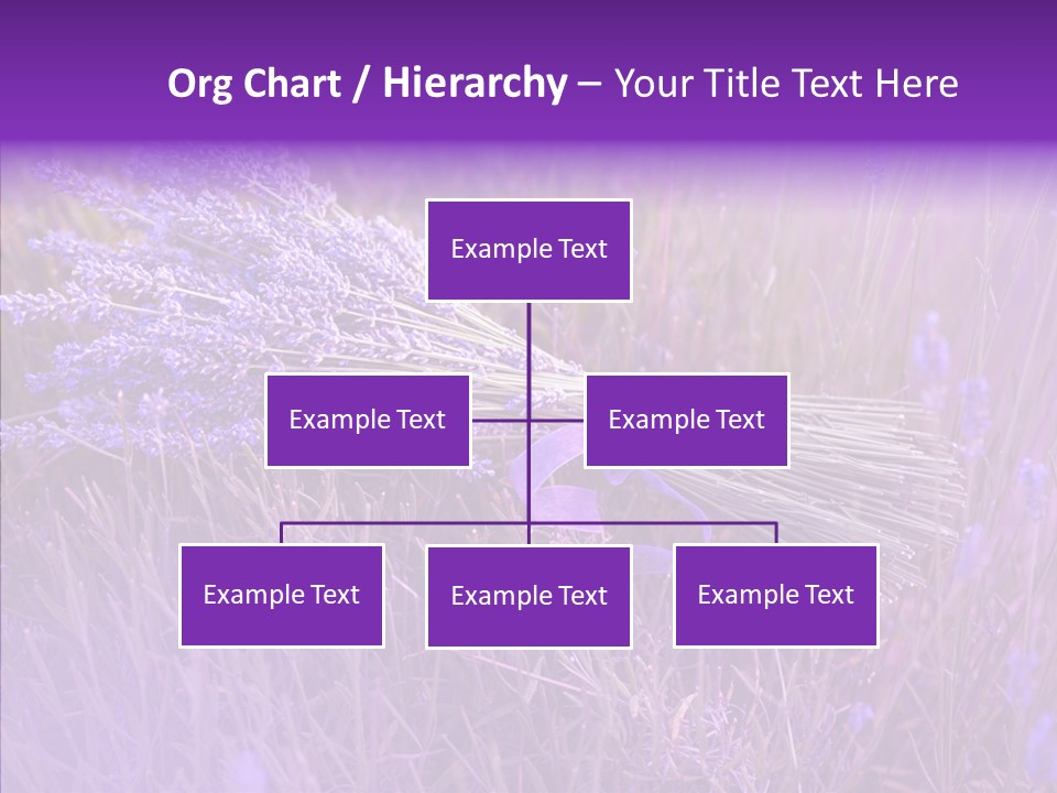 Lavendar Fragrant Agriculture PowerPoint Template