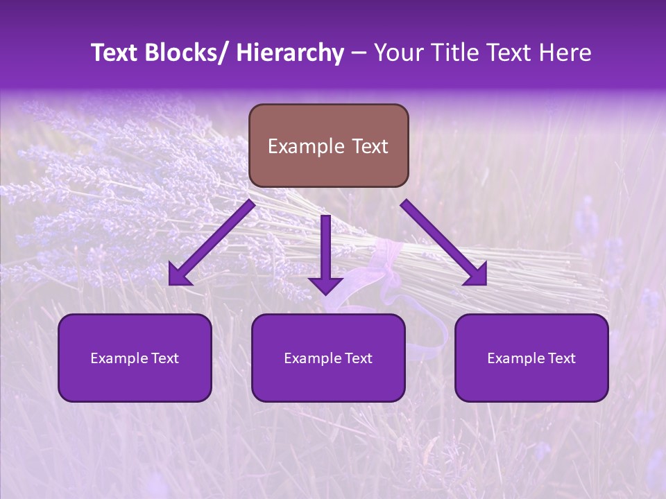 Lavendar Fragrant Agriculture PowerPoint Template