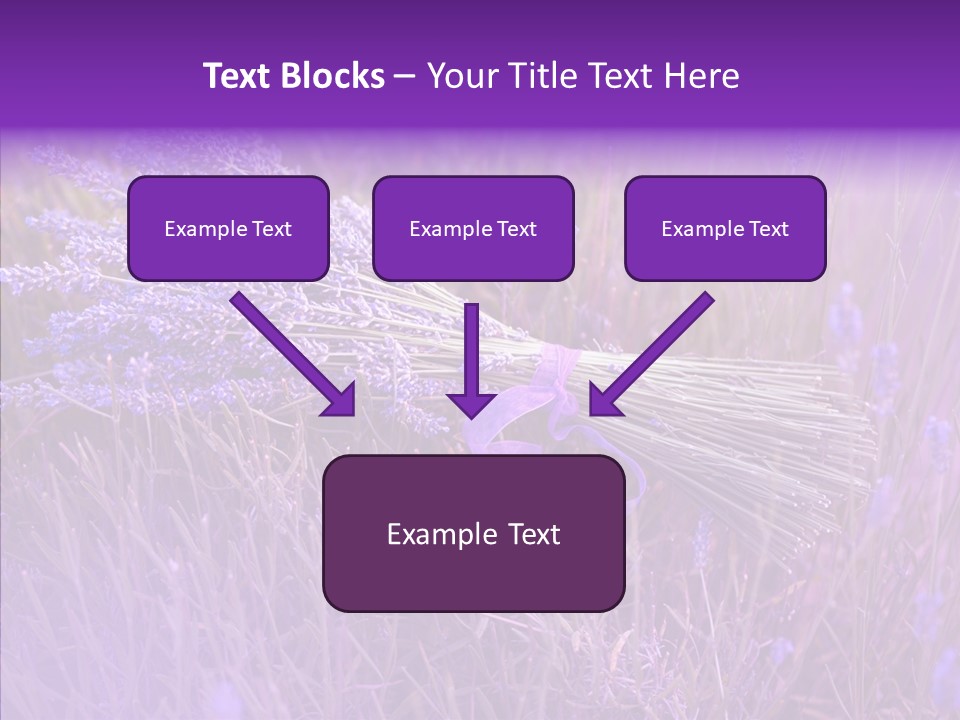 Lavendar Fragrant Agriculture PowerPoint Template