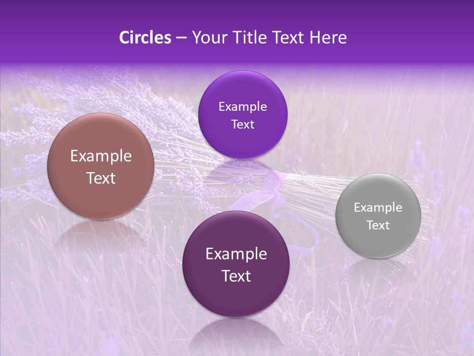 Lavendar Fragrant Agriculture PowerPoint Template