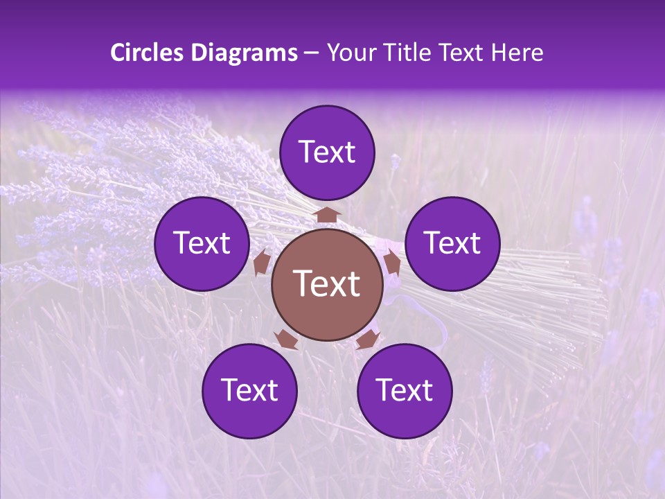 Lavendar Fragrant Agriculture PowerPoint Template