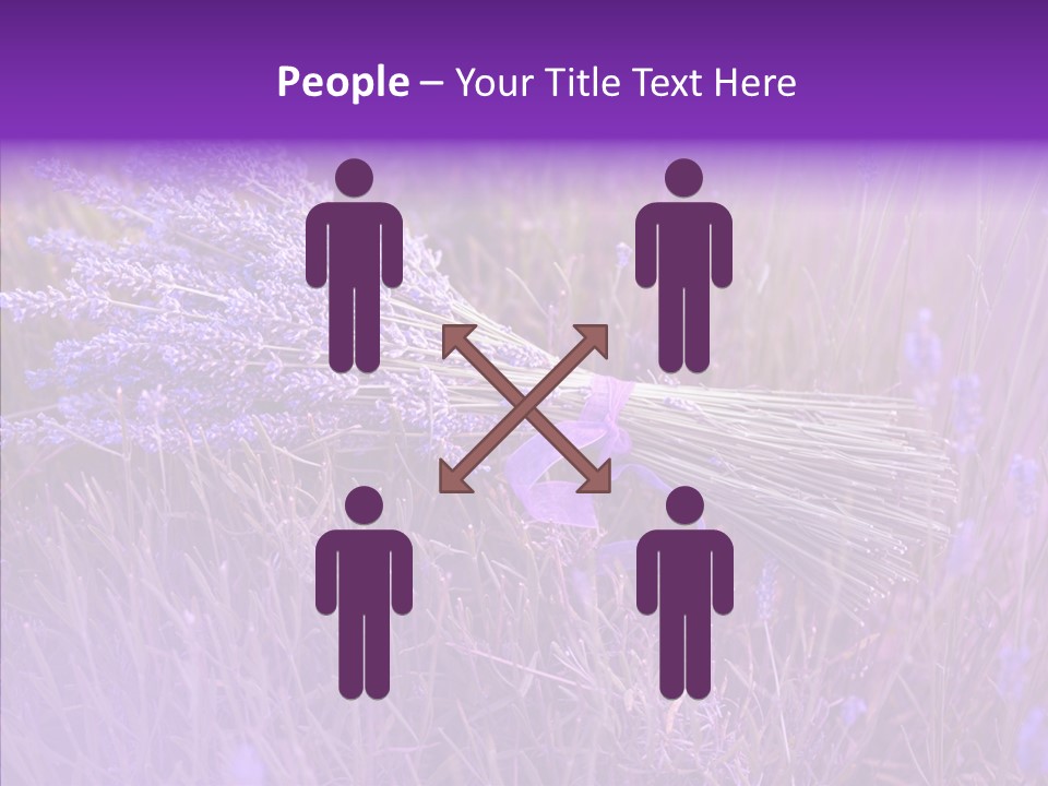 Lavendar Fragrant Agriculture PowerPoint Template