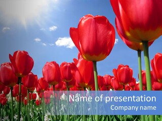 Blue Spring Flower PowerPoint Template