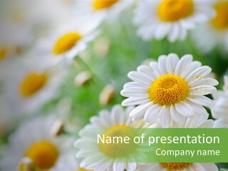 Wild Camomile Meadow PowerPoint Template
