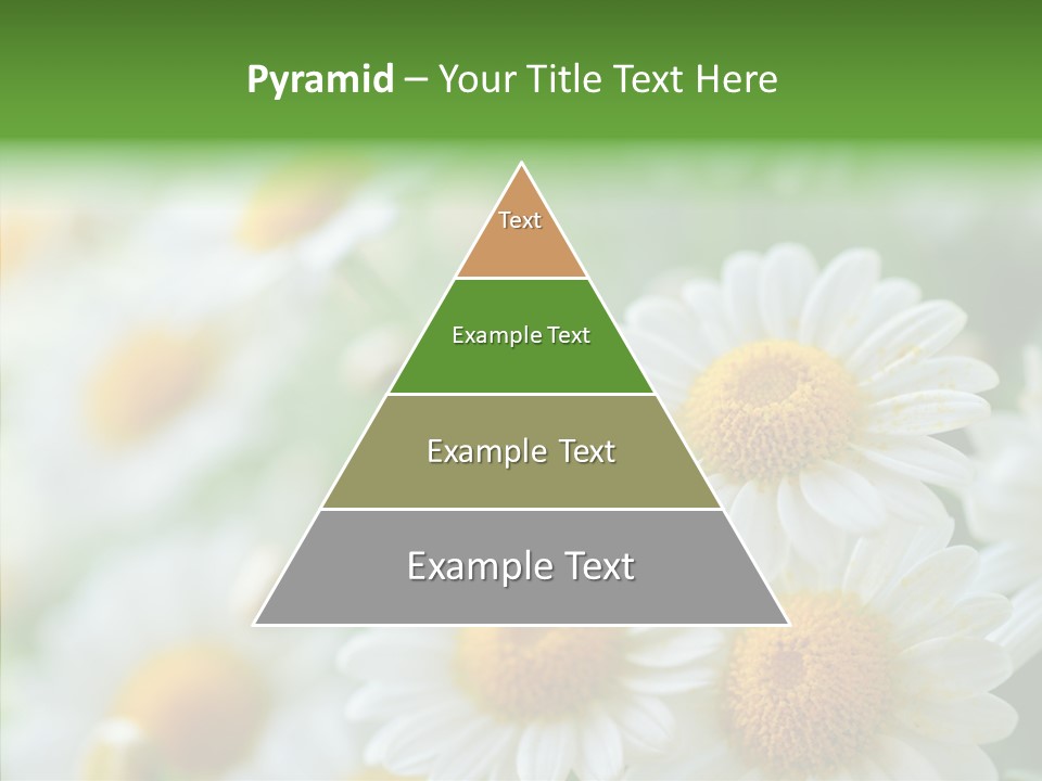 Wild Camomile Meadow PowerPoint Template