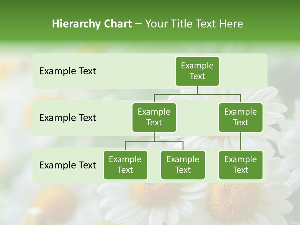 Wild Camomile Meadow PowerPoint Template