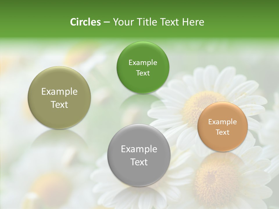 Wild Camomile Meadow PowerPoint Template