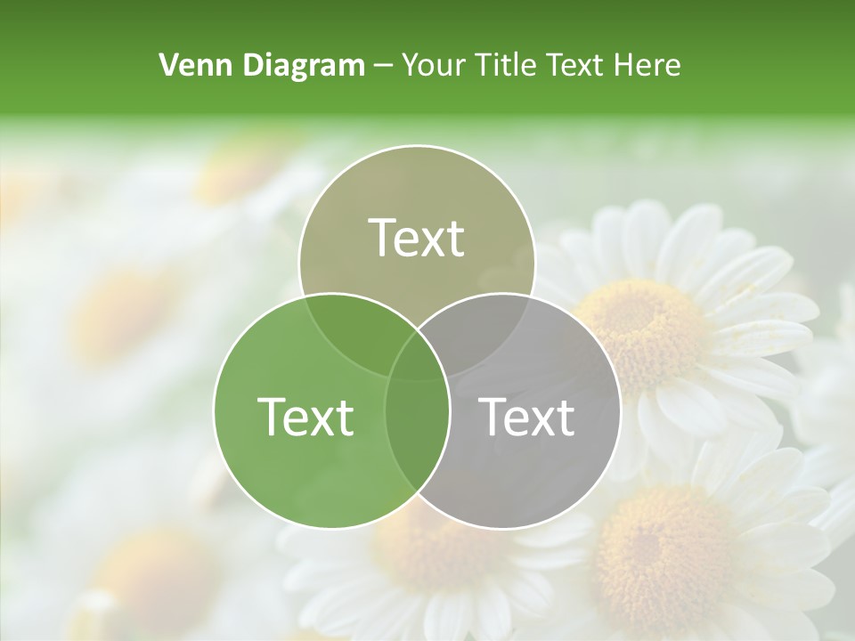 Wild Camomile Meadow PowerPoint Template