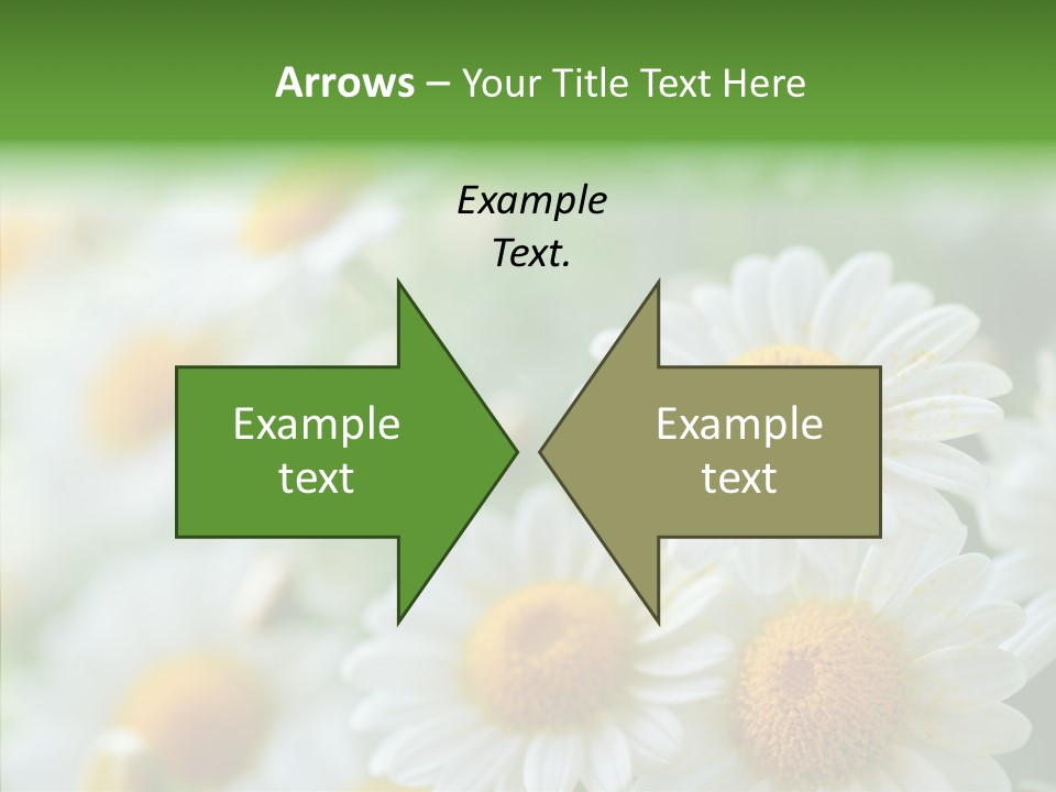 Wild Camomile Meadow PowerPoint Template