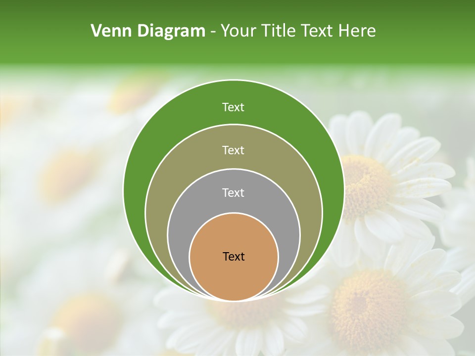 Wild Camomile Meadow PowerPoint Template