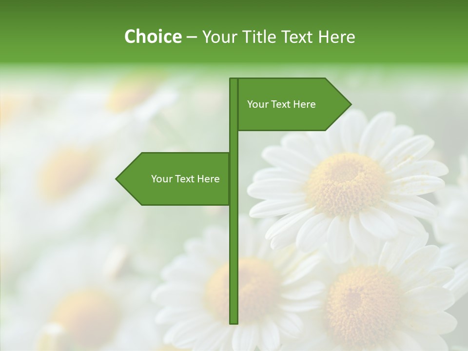 Wild Camomile Meadow PowerPoint Template