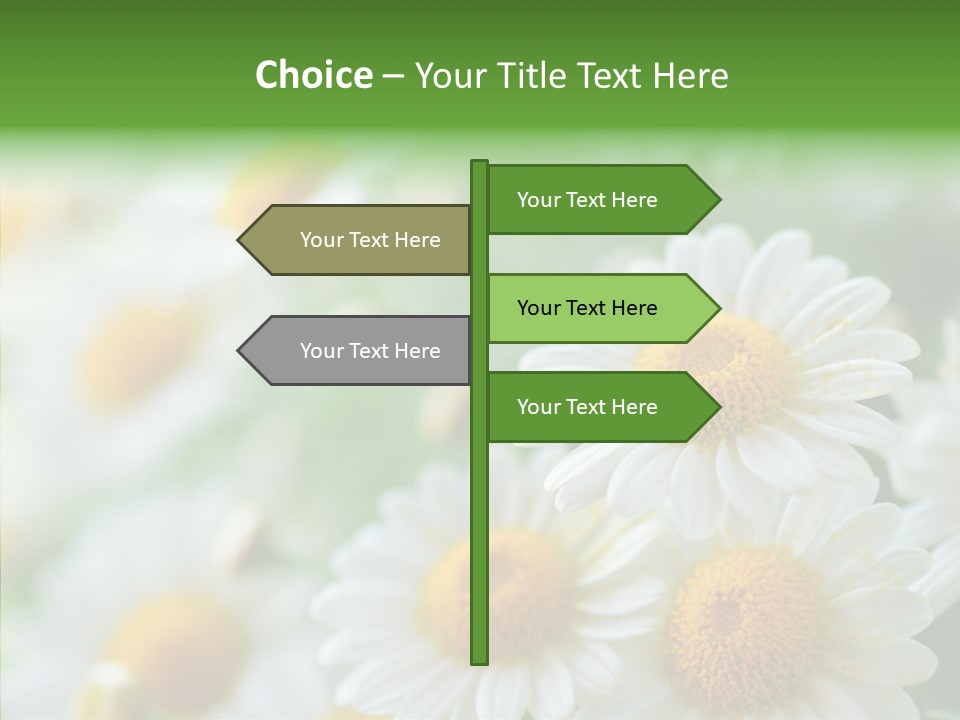 Wild Camomile Meadow PowerPoint Template