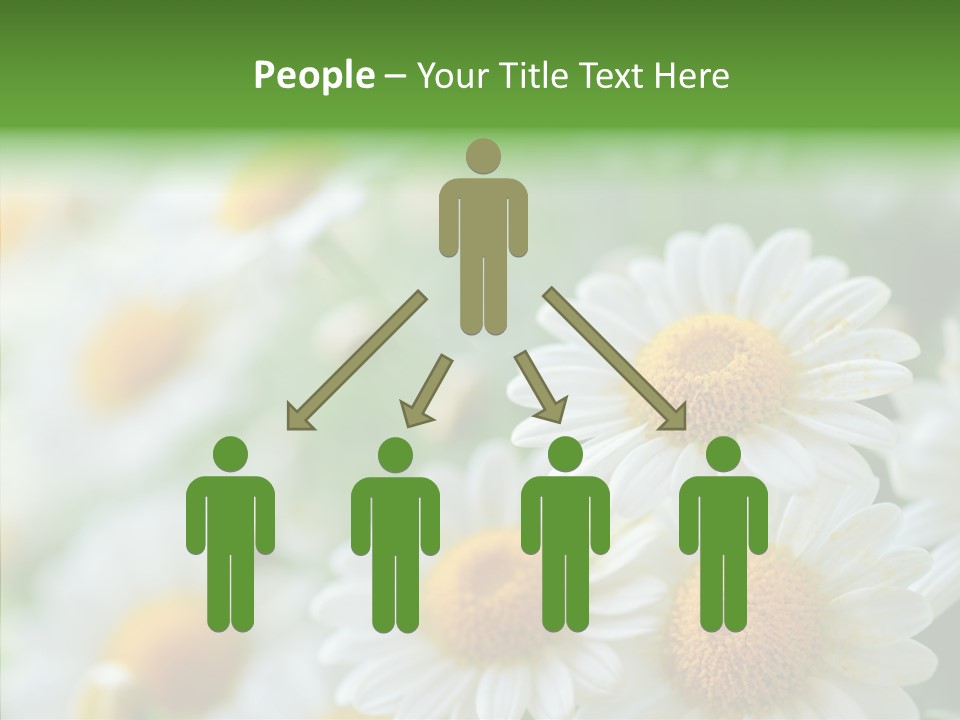 Wild Camomile Meadow PowerPoint Template
