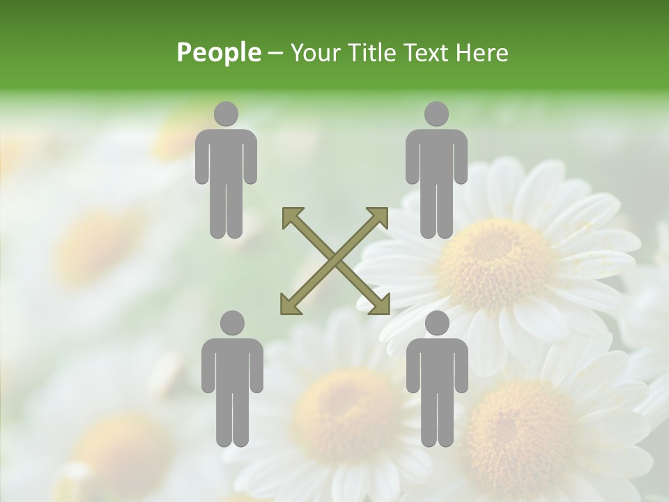 Wild Camomile Meadow PowerPoint Template