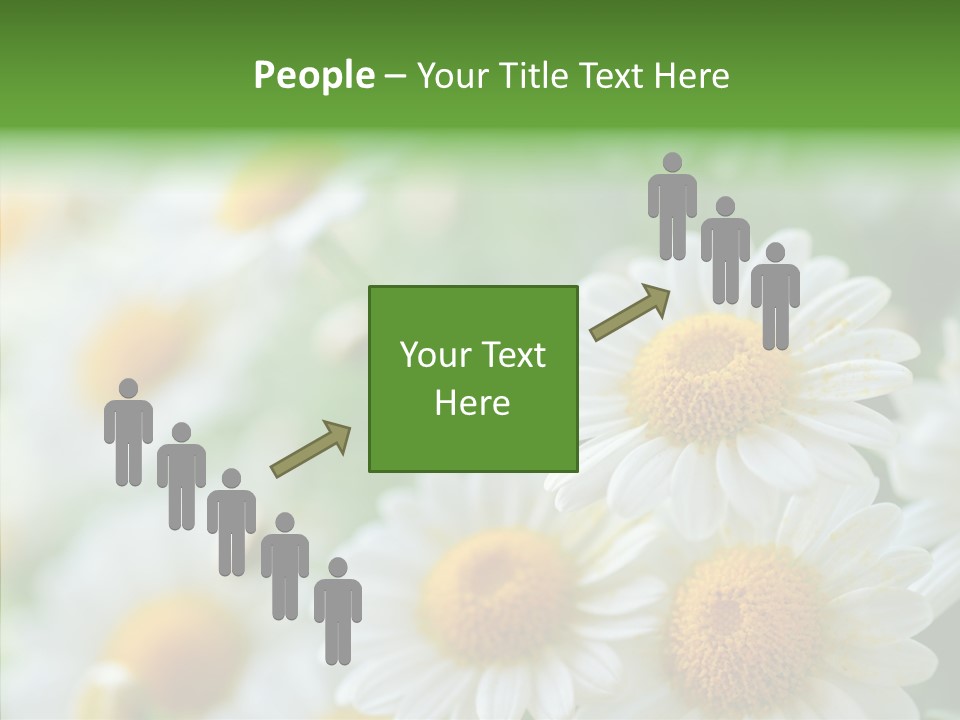 Wild Camomile Meadow PowerPoint Template