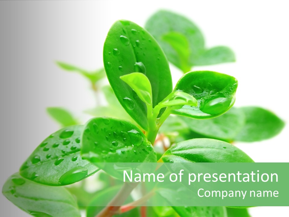 Peperomia Leaves Leafs PowerPoint Template