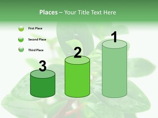 Peperomia Leaves Leafs PowerPoint Template