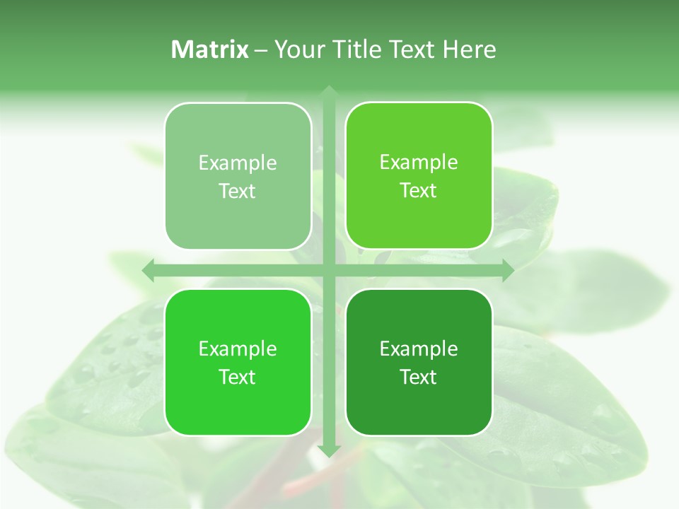 Peperomia Leaves Leafs PowerPoint Template