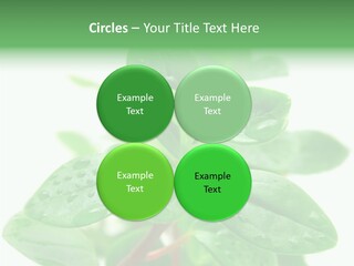 Peperomia Leaves Leafs PowerPoint Template
