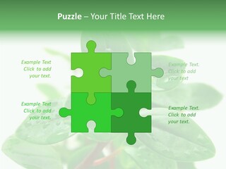 Peperomia Leaves Leafs PowerPoint Template