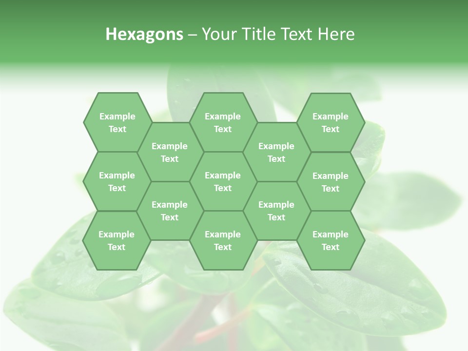 Peperomia Leaves Leafs PowerPoint Template