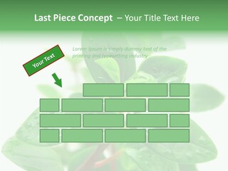 Peperomia Leaves Leafs PowerPoint Template
