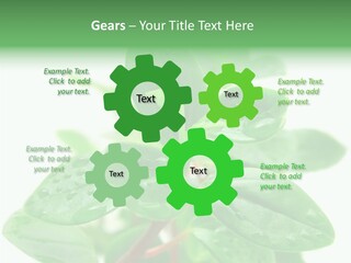 Peperomia Leaves Leafs PowerPoint Template