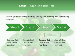 Peperomia Leaves Leafs PowerPoint Template