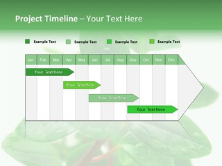 Peperomia Leaves Leafs PowerPoint Template