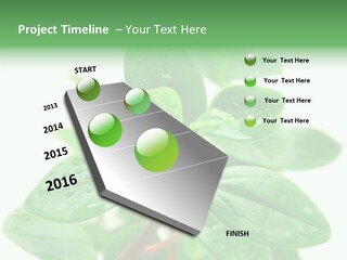 Peperomia Leaves Leafs PowerPoint Template
