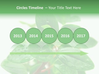 Peperomia Leaves Leafs PowerPoint Template