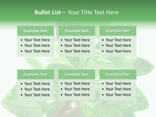 Peperomia Leaves Leafs PowerPoint Template