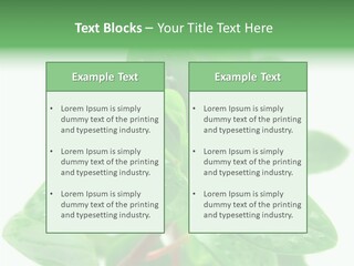 Peperomia Leaves Leafs PowerPoint Template