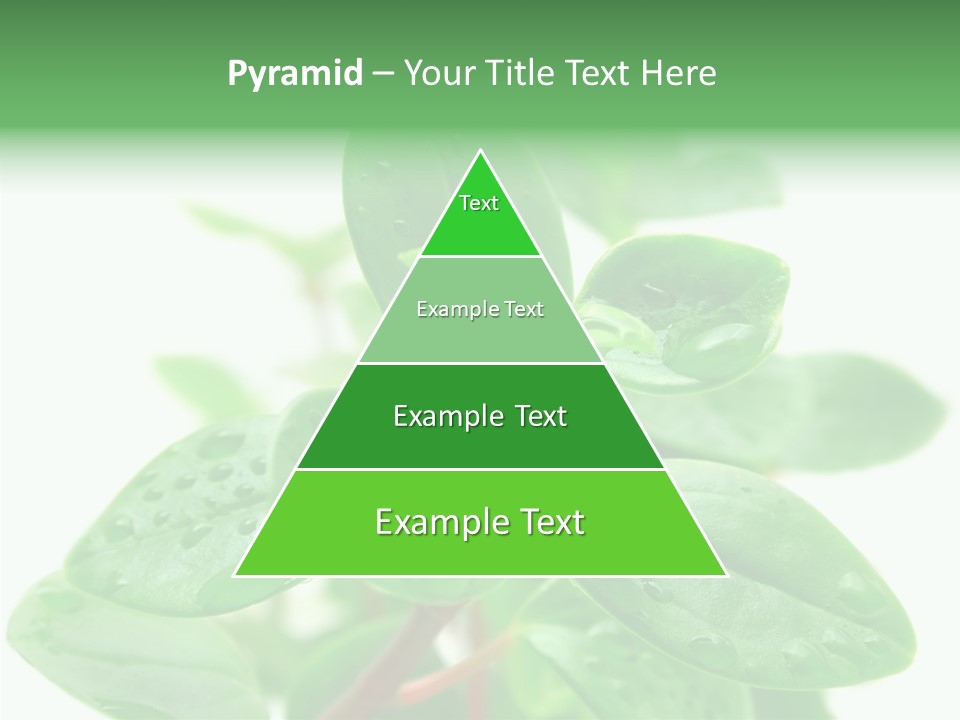 Peperomia Leaves Leafs PowerPoint Template