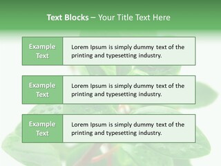 Peperomia Leaves Leafs PowerPoint Template