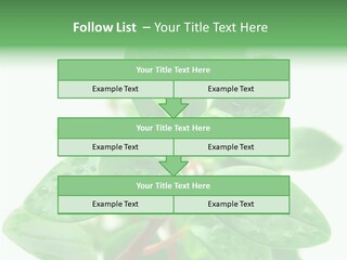 Peperomia Leaves Leafs PowerPoint Template
