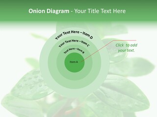 Peperomia Leaves Leafs PowerPoint Template