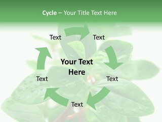 Peperomia Leaves Leafs PowerPoint Template