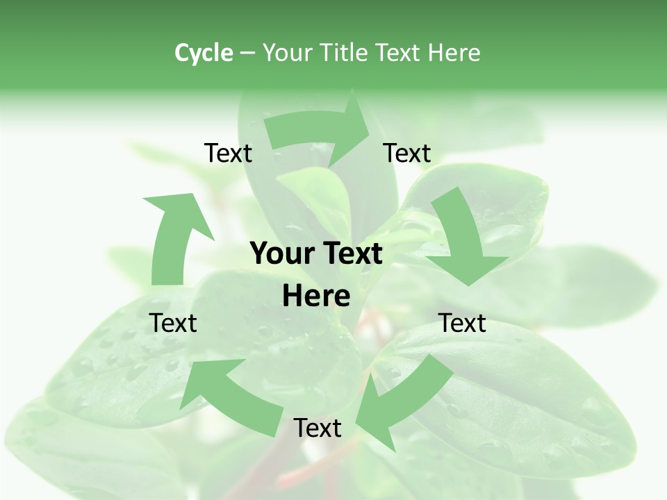Peperomia Leaves Leafs PowerPoint Template