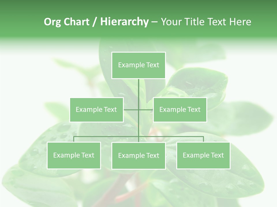 Peperomia Leaves Leafs PowerPoint Template
