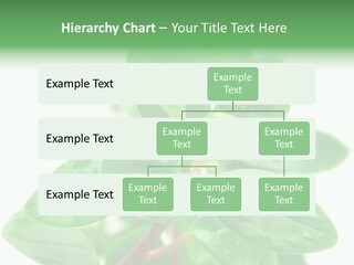 Peperomia Leaves Leafs PowerPoint Template