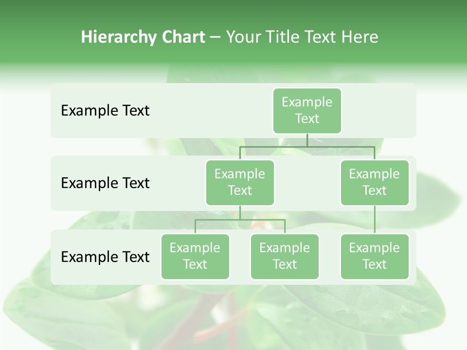Peperomia Leaves Leafs PowerPoint Template